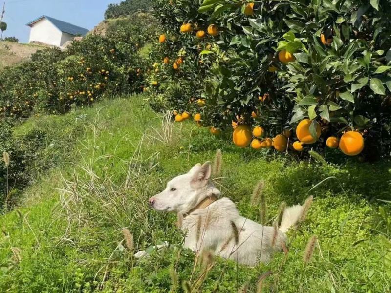 湖北宜昌橙子，伦晚夏橙品种多样可发全国各地价格美丽