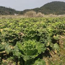 各位老板有竹筒青菜在2月19日出，有意者我