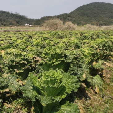 各位老板有竹筒青菜在2月19日出，有意者联系我