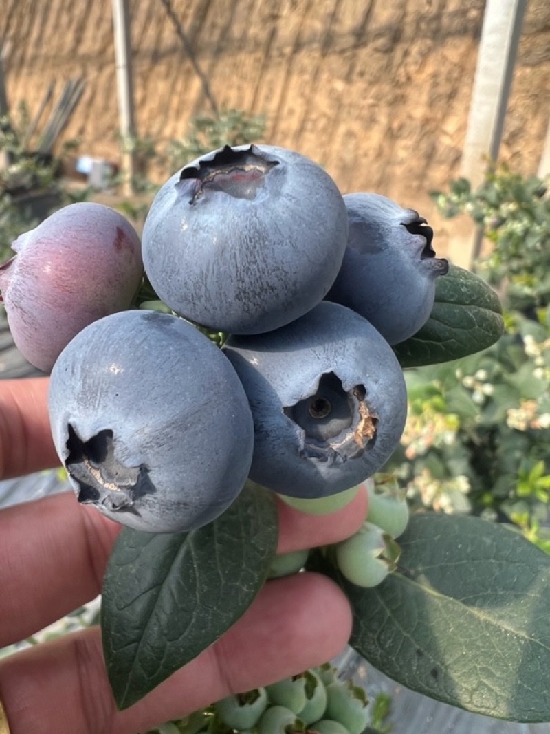 新鲜蓝莓，产地直销