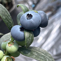 新鲜蓝莓，产地直销