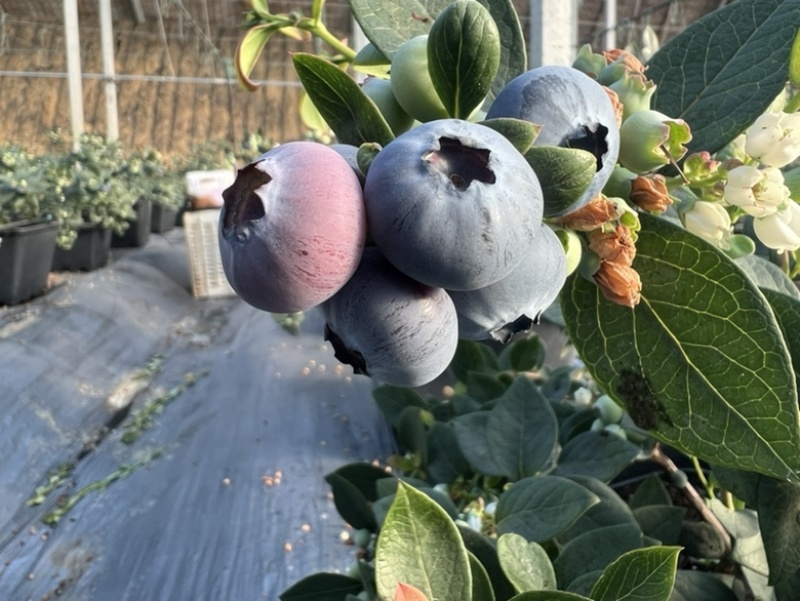 新鲜蓝莓，产地直销