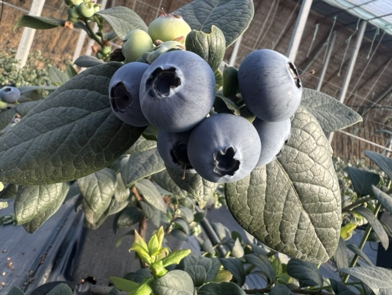 新鲜蓝莓，产地直销