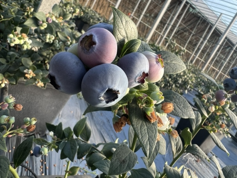 新鲜蓝莓，产地直销