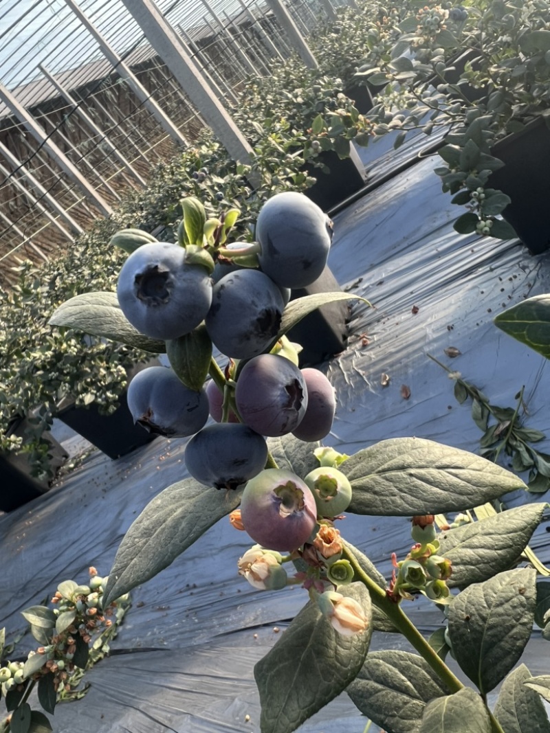 新鲜蓝莓，产地直销