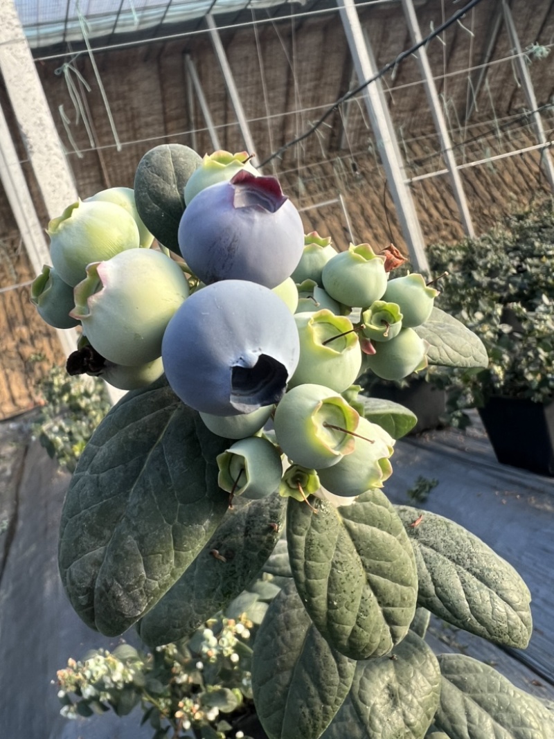 新鲜蓝莓，产地直销