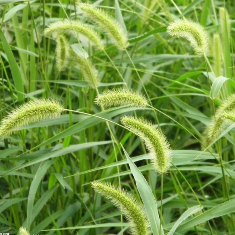 狗尾巴草种子野草种杂草种籽狗尾草种子耐旱绿化观赏草籽护坡