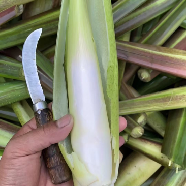 大量上市新鲜茭白需要的联系我价格优惠面积上万亩