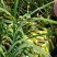 大量上市新鲜茭白需要的联系我价格优惠面积上万亩