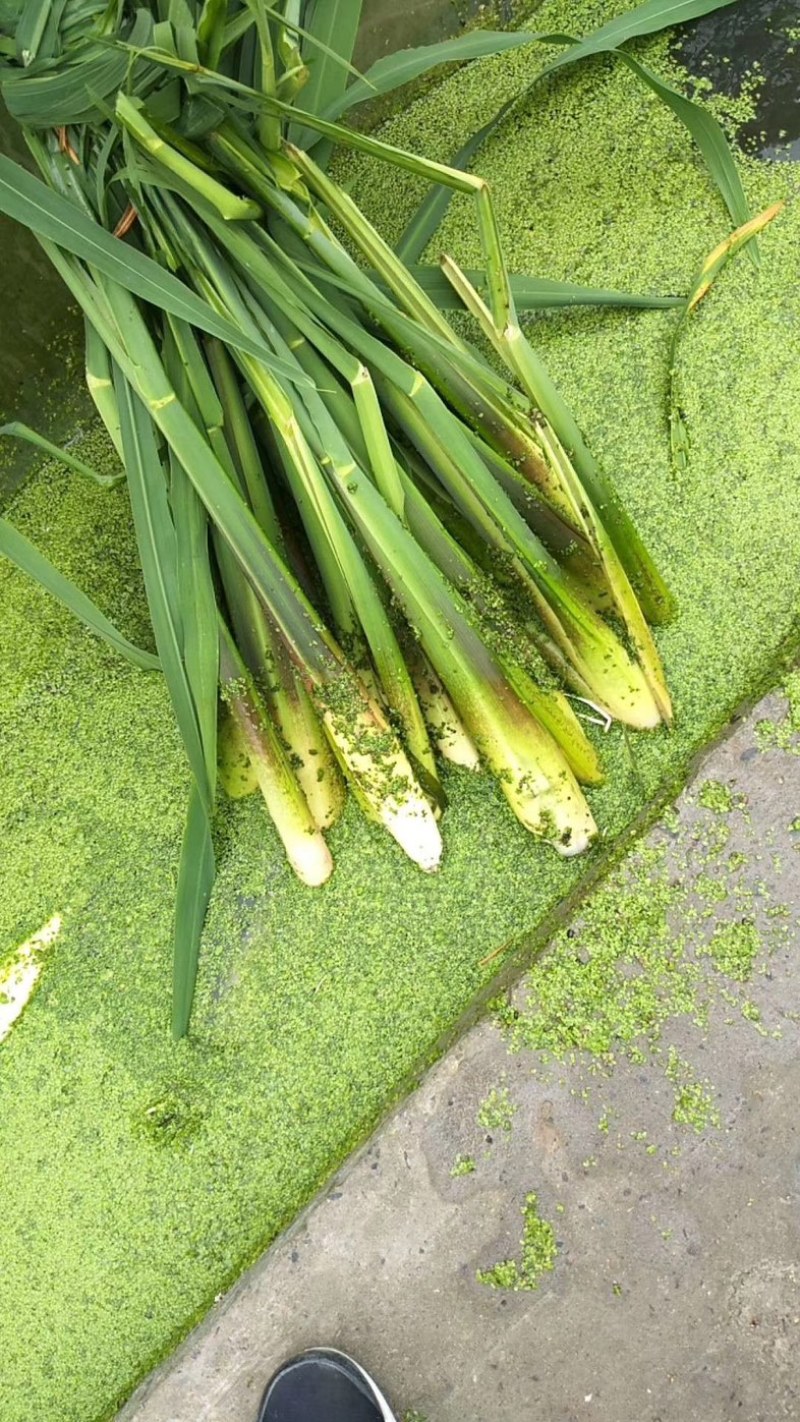 大量上市新鲜茭白需要的联系我价格优惠面积上万亩
