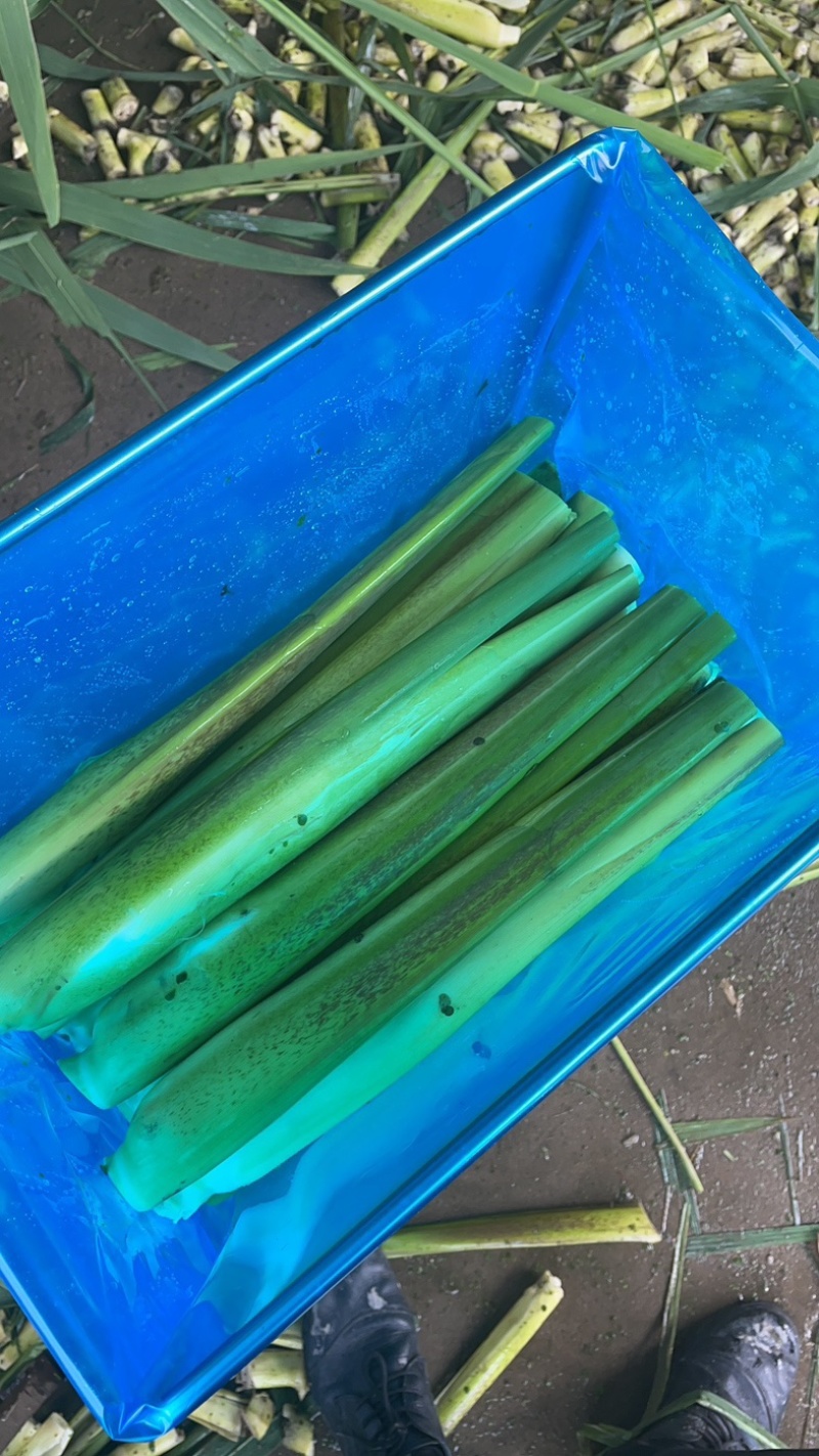 大量上市新鲜茭白需要的联系我价格优惠面积上万亩