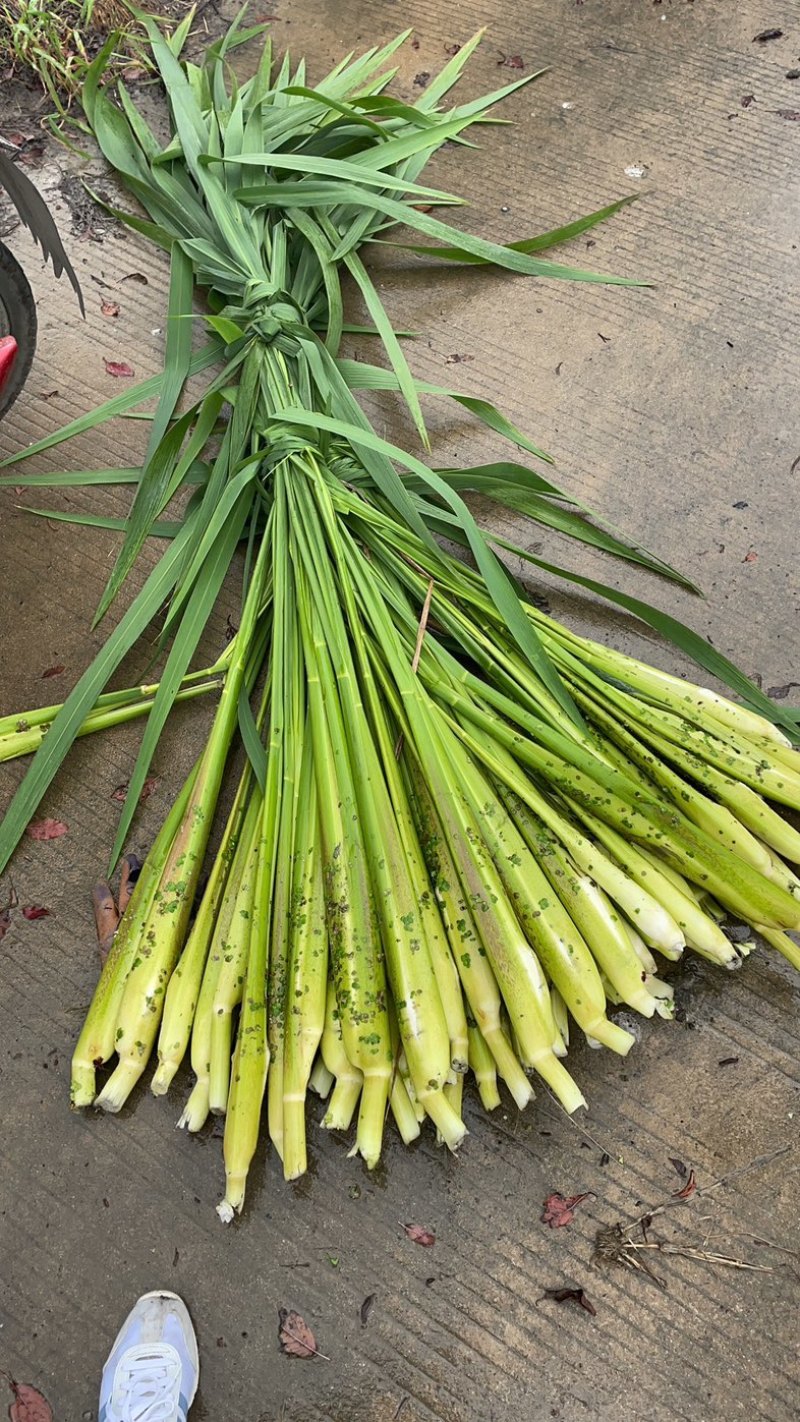 大量上市新鲜茭白需要的联系我价格优惠面积上万亩
