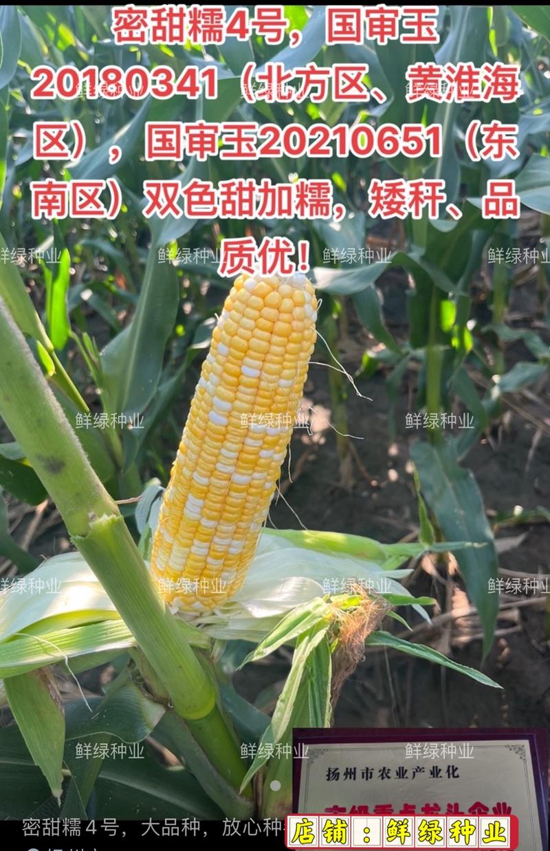 帮达蜜甜糯1号早中熟鲜食玉米春夏秋播