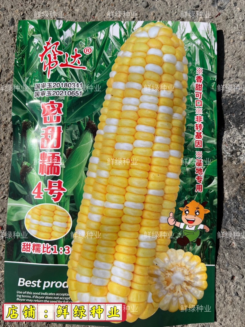 帮达蜜甜糯1号早中熟鲜食玉米春夏秋播