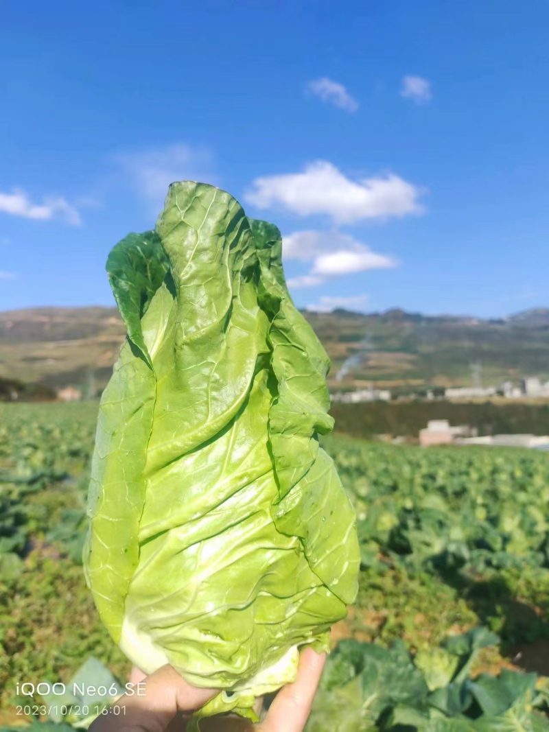 【精品】云南牛心甘蓝，牛心尖包菜，对接大型批发商欢迎联系