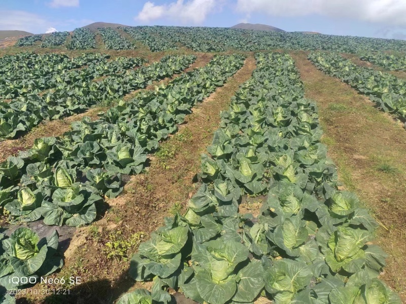 【精品】云南牛心甘蓝，牛心尖包菜，对接大型批发商欢迎联系