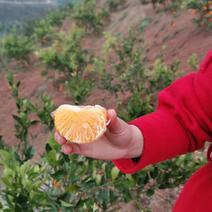 四川明日见柑橘品质保证全国可发货量大从优