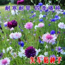 矢车菊种子耐热耐旱耐寒花卉庭院花海阳台绿化花期长盆栽花草