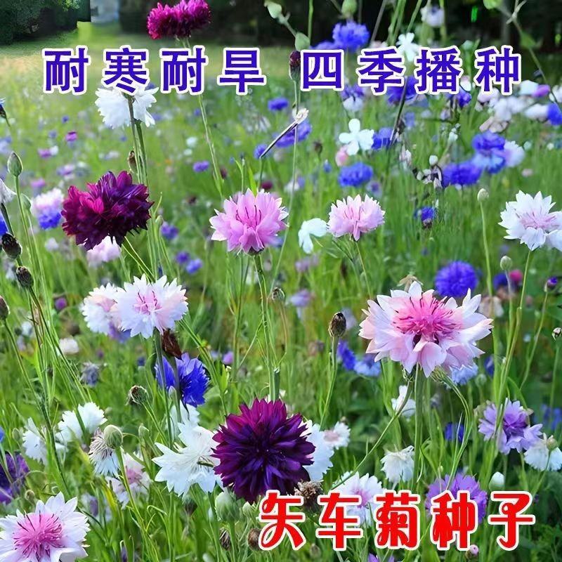 矢车菊种子耐热耐旱耐寒花卉庭院花海阳台绿化花期长盆栽花草