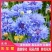 矢车菊种子耐热耐旱耐寒花卉庭院花海阳台绿化花期长盆栽花草