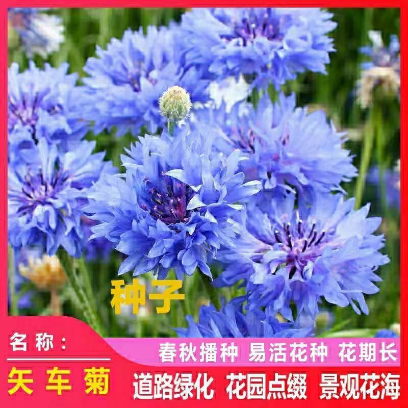 矢车菊种子耐热耐旱耐寒花卉庭院花海阳台绿化花期长盆栽花草