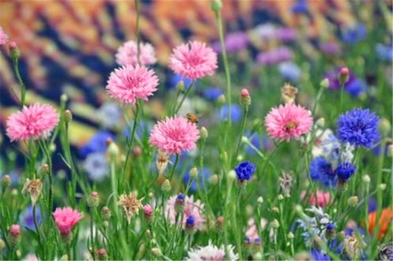 矢车菊种子耐热耐旱耐寒花卉庭院花海阳台绿化花期长盆栽花草