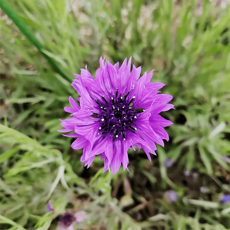 矢车菊种子耐热耐旱耐寒花卉庭院花海阳台绿化花期长盆栽花草