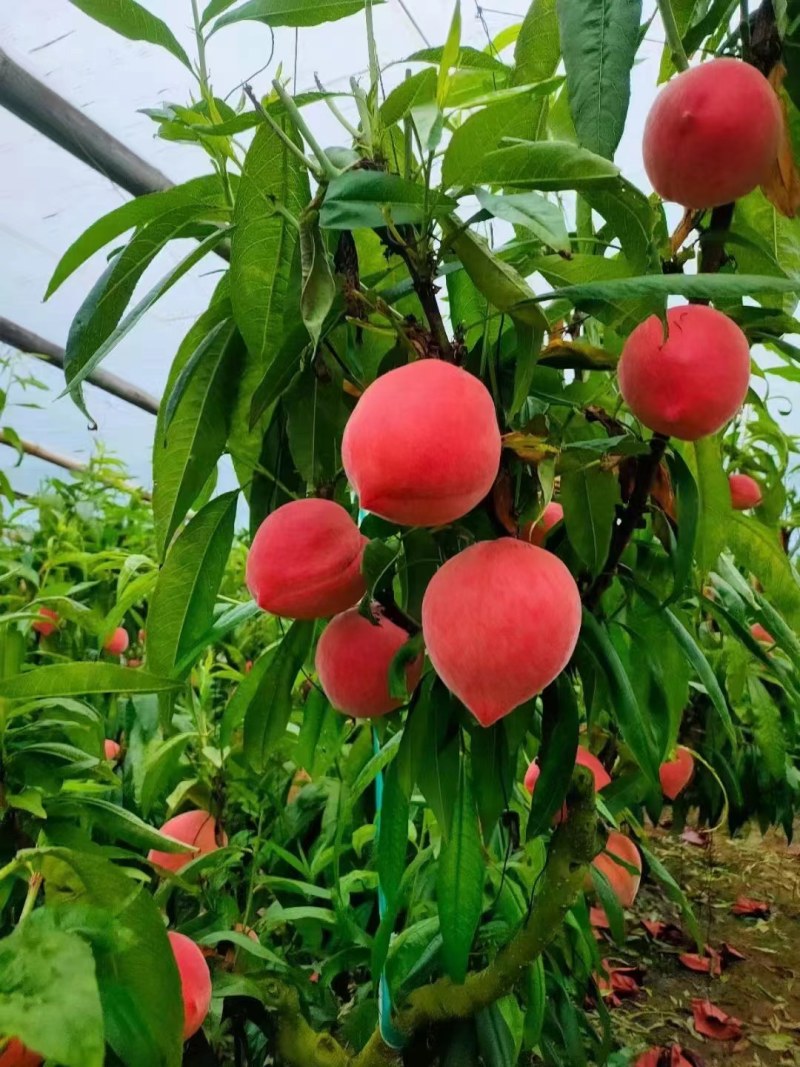 精品桃子河北水蜜桃品质保证诚信经营欢迎联系