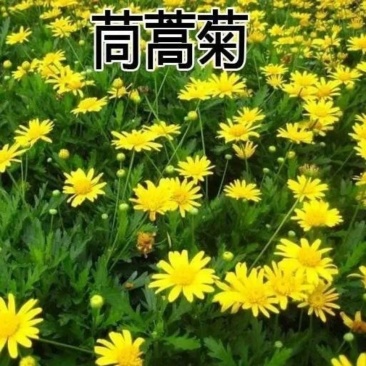 茼蒿菊种子木茼蒿多年生宿根花草种子木春菊种子景观花海易种