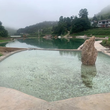优质地下水鲫鱼