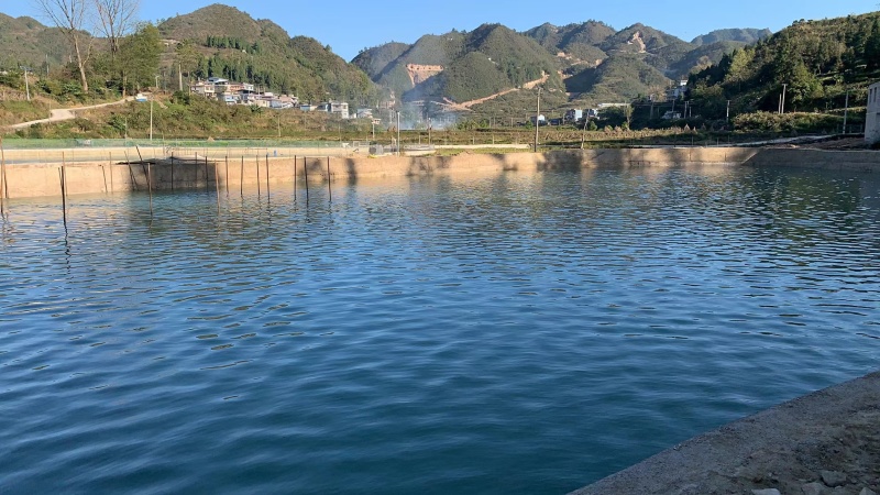 优质地下水鲫鱼