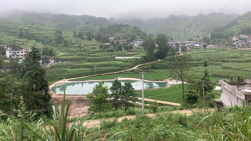 优质地下水鲫鱼