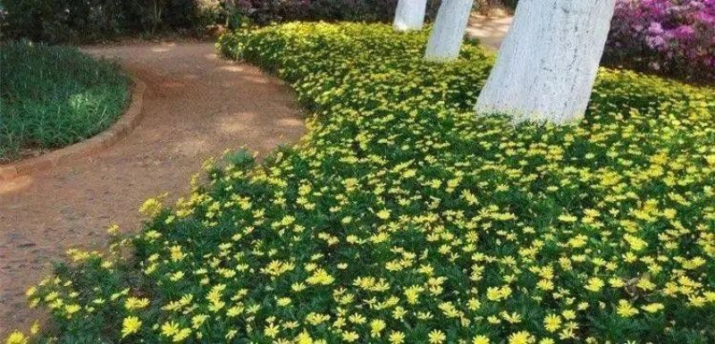 茼蒿菊种子木茼蒿多年生宿根花草种子木春菊种子景观花海易种
