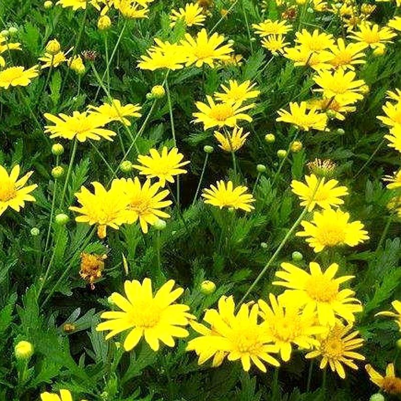 茼蒿菊种子木茼蒿多年生宿根花草种子木春菊种子景观花海易种