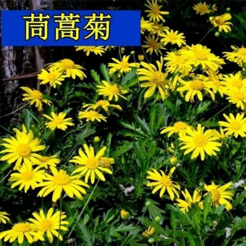 茼蒿菊种子木茼蒿多年生宿根花草种子木春菊种子景观花海易种
