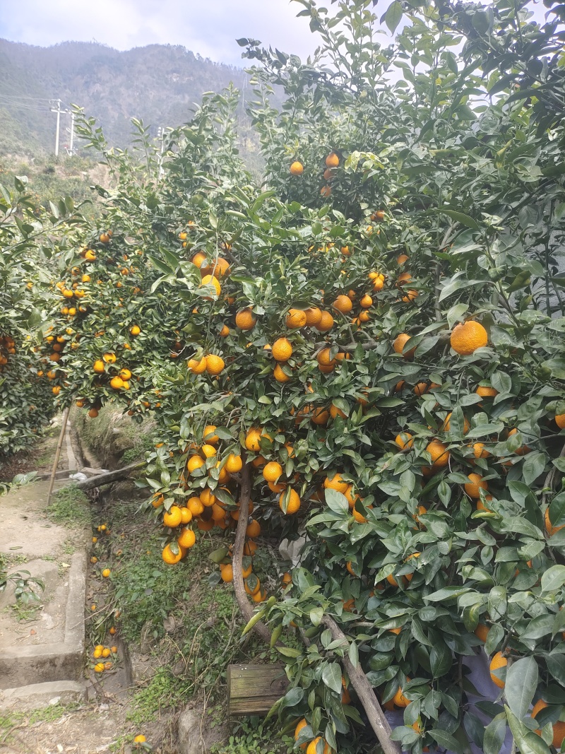 黄果柑已上市，有需要的老板可以！开始交流了。