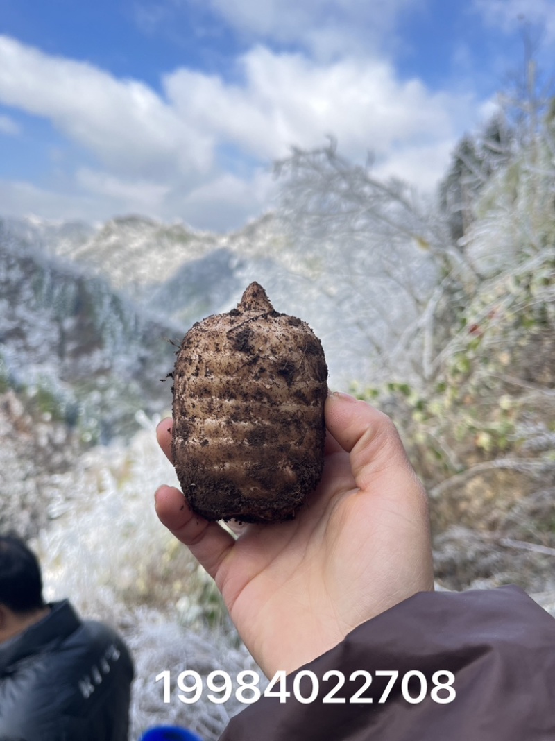 云南昭通小草坝新鲜天麻（正宗乌天麻）自产自销，基地直发