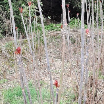 重庆四川香椿芽