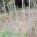 重庆四川香椿芽