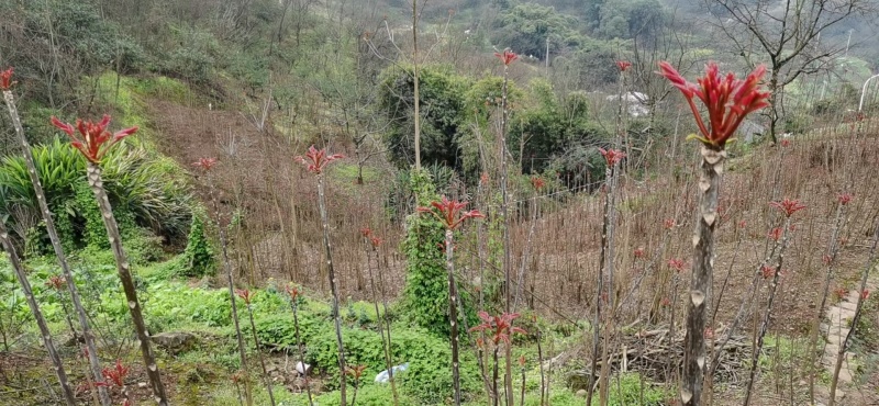 重庆四川香椿芽