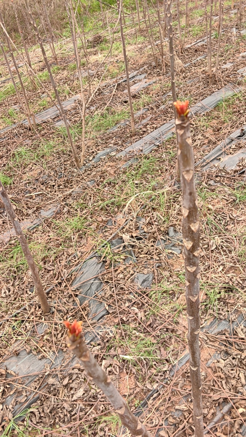 重庆四川香椿芽