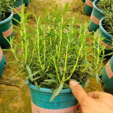 迷迭香，不耐寒，香味四溢，多年生草本植物，观叶绿化景观