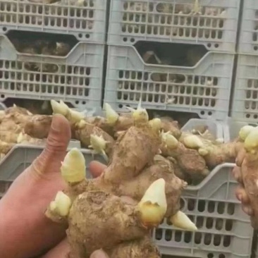 山东姜种培育基地高产脱毒姜种大量现货产量高货源充足