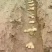 山东姜种培育基地高产脱毒姜种大量现货产量高货源充足
