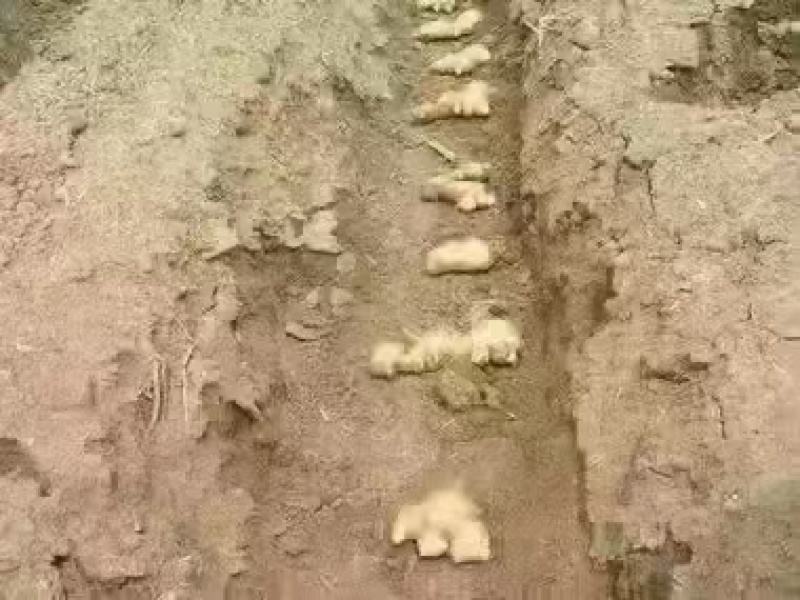 山东姜种培育基地高产脱毒姜种大量现货产量高货源充足