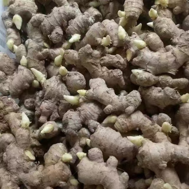 山东姜种培育基地高产脱毒姜种大量现货产量高货源充足