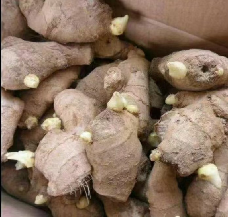 山东姜种培育基地高产脱毒姜种大量现货产量高货源充足