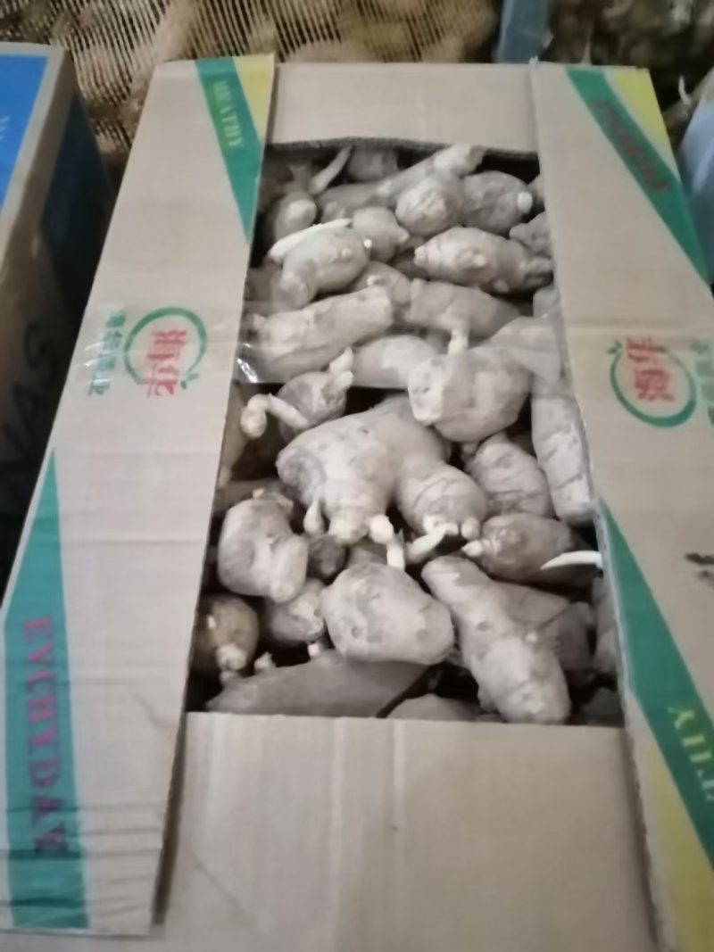 山东姜种培育基地高产脱毒姜种大量现货产量高货源充足
