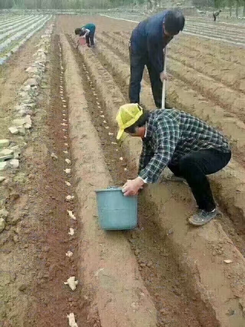 山东姜种培育基地高产脱毒姜种大量现货产量高货源充足