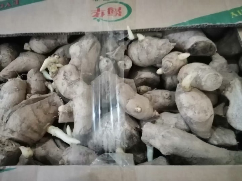 山东姜种培育基地高产脱毒姜种大量现货产量高货源充足
